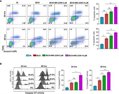 Co-Administration of Anticancer Candidate MK-2206 Enhances the Efficacy of BCG Vaccine Against Mycobacterium tuberculosis in Mice and Guinea Pigs